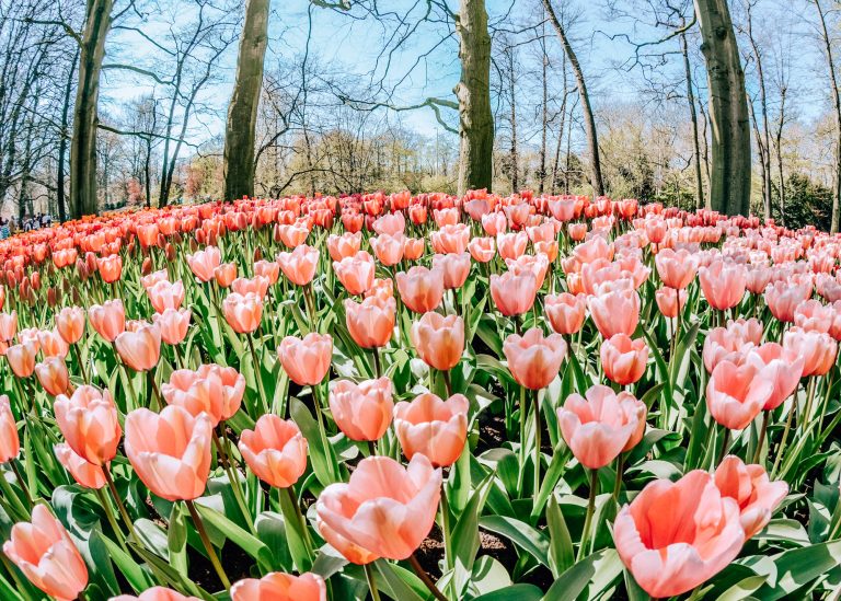 Colourful Keukenhof