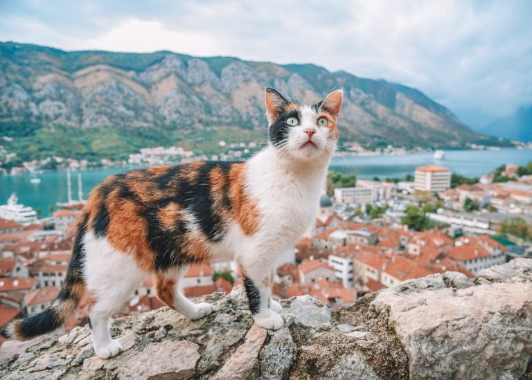 Kotor, Montenegro