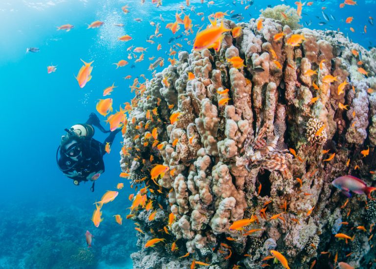 Becoming a certified PADI Open Water Diver in Aqaba, Jordan